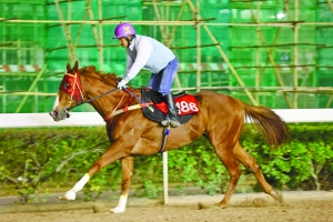 澳門(mén)今晚開(kāi)特馬四不像圖，澳門(mén)特馬四不像圖今晚開(kāi)獎(jiǎng)結(jié)果