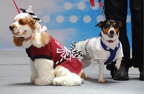 澳門(mén)新版狗狗跑圖,數(shù)據(jù)導(dǎo)向?qū)嵤┎襟E_29