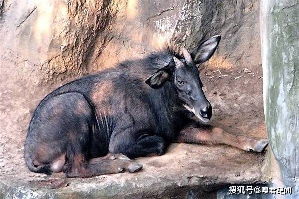 今晚澳門特馬開什么今晚四不像，澳門特馬今晚開獎結(jié)果及四不像分析