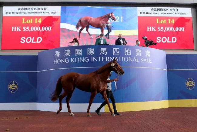 香港特馬開馬開獎結果7月24日，香港特馬7月24日開獎結果公布