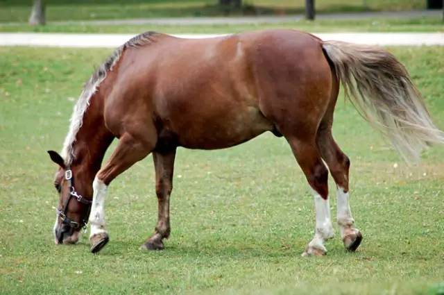 香港馬資料更新最快的——探索最新賽馬資訊，最新賽馬資訊探索，香港馬匹資料快速更新