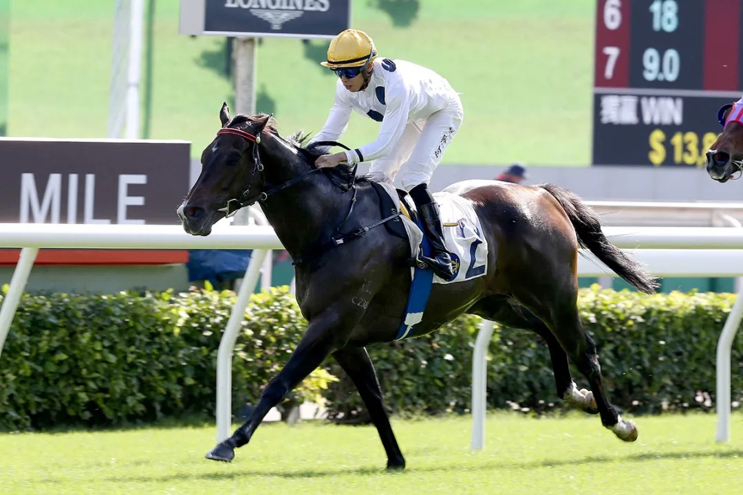 澳門王馬王中王資料米糖，澳門王馬王中王米糖資料解析