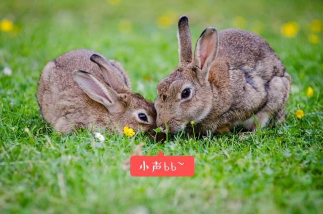 今晚新澳最準(zhǔn)確的生肖預(yù)測，運勢揭秘與幸運指南，今晚新澳生肖運勢揭秘，精準(zhǔn)預(yù)測與幸運指南