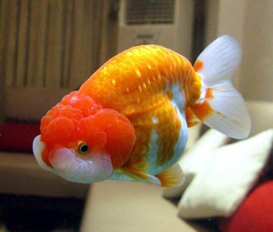 澳門特馬今晚開獎結(jié) 非洲鯽魚可以放在觀賞魚一起養(yǎng)嗎，澳門特馬今晚開獎結(jié)果與非洲鯽魚共養(yǎng)問題解析