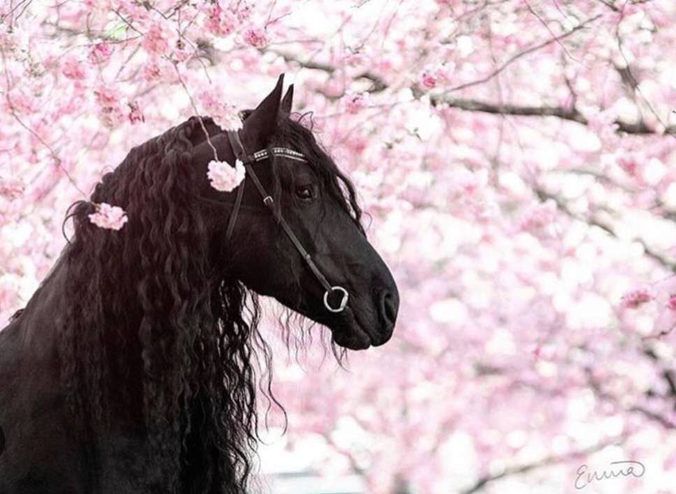 今期特馬開本期是什么意思，特馬開本期揭曉，最新開獎預測分析