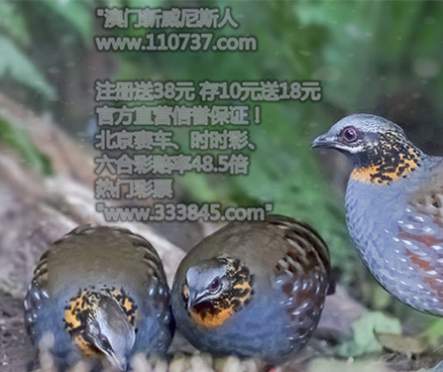 4949澳門(mén)今晚開(kāi)獎(jiǎng)結(jié)果家禽——深度解析與預(yù)測(cè)，4949澳門(mén)今晚開(kāi)獎(jiǎng)結(jié)果家禽，深度分析與預(yù)測(cè)報(bào)告
