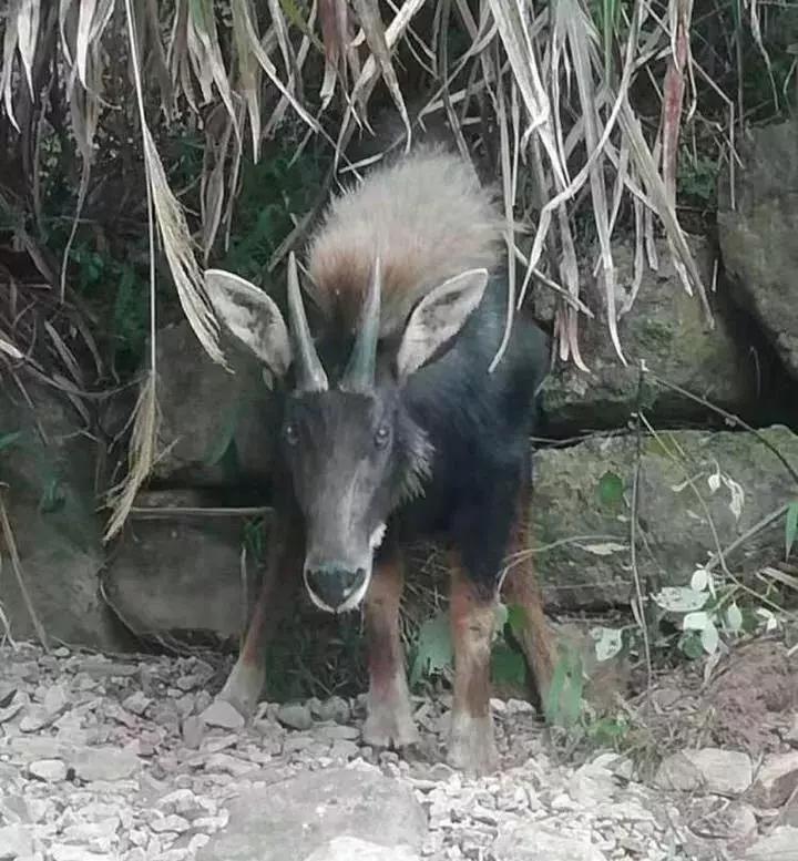 香港正版四不像圖，探索神秘與魅力的獨特世界，香港正版四不像圖，神秘魅力世界的獨特探索